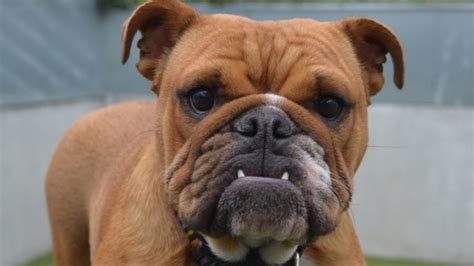 The Breathtaking Cost Of Breeding Flat Faced Dogs Huffpost Uk Life