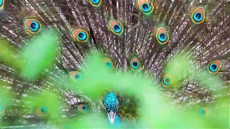 Most Beautiful Peacocks In The World Amazing Beauty Youtube