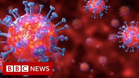 Can the coronavirus infect cats and dogs? Coronavirus explained in 60 seconds - BBC News - YouTube