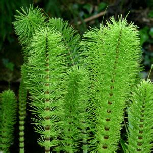 Horsetail, (genus equisetum), fifteen species of rushlike conspicuously jointed perennial herbs, the only living genus of plants in the order equisetales and the class equisetopsida. Horsetail Properties | Lion Heart Herbs