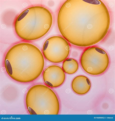 Tessuto Adiposo Le Cellule Grasse Adipocytes Vector Lillustrazione