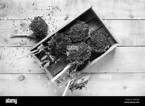 Helianthus Annuus Dried Sunflower Seed Heads In A Wooden Box Black