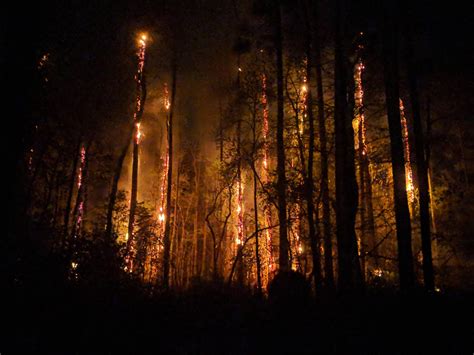 The Forest Burning At Night South Georgia Oc Fire Aesthetic Dark