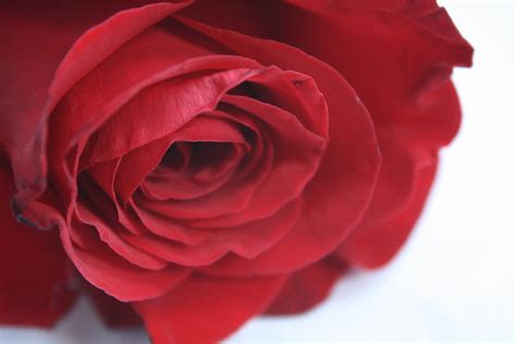 1920x1080 Wallpaper Red Rose Flower Flower Rose Flower Peakpx