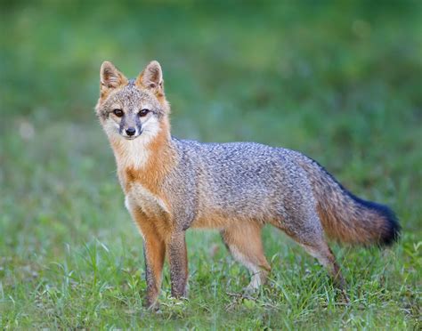 Florida Grey Fox Nature And Critters Pinterest Gray Grey And Florida
