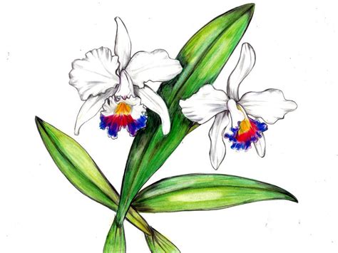 Cattleya Colombian Flower Meaning Best Flower Site