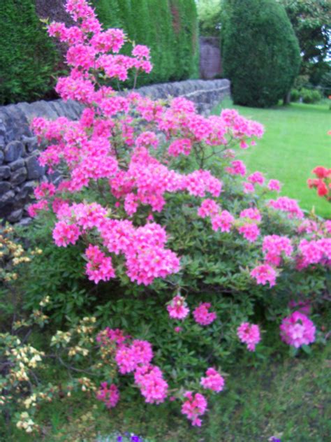Some shrubs are strictly green. Tips for Flowering Shrubs in Your Border | Gardeners Tips