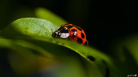 🥇 Nature Love Red Insects Spring Nikon Macro Ladybirds Wallpaper 82102