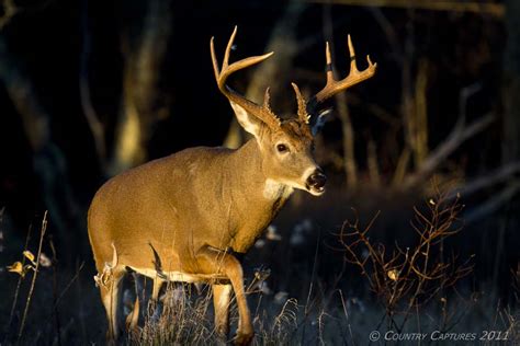 Country Captures Appreciating Whitetail Beauty