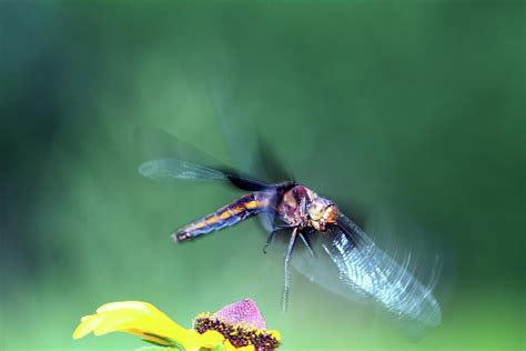 Dragonfly In Flight Photograph By Alex Nikitsin Fine Art America