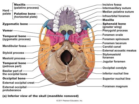 Skeletal Bones From Head To Toe Palatine Bones 2 Facial Bones Edumacation Pinterest