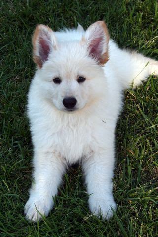 Stay updated about blue german shepherd puppies for sale uk. White German Shepherd Puppies With Blue Eyes For Sale