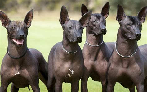 Feel free to customize the period of time to see the price history for the required time. Wazzat Xoloitzcuintle — Xoloitzcuintle Breeder in Bunbury ...