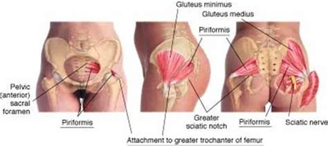 All of the hip flexor muscles attach from the pelvis or spine to the femur or tibia, which is how they influence hip flexion. anatomy over stuff for the test ion 2-15-13 Flashcards ...