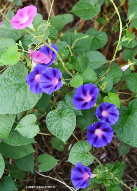 Life Lessons from Morning Glory in a Cornfield | Morning glory flowers, Morning glory, Beautiful 