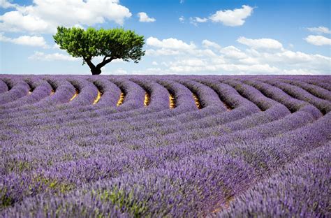 Lavender Image Id 295692 Image Abyss
