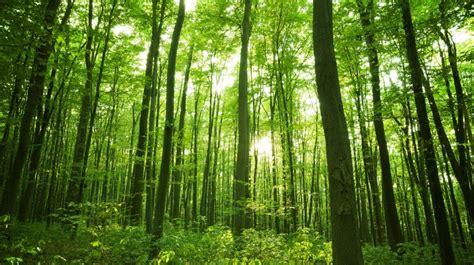 26 De Junio Día Internacional De La Preservación De Los Bosques