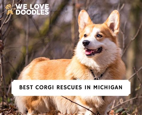 5 Best Corgi Rescues In Michigan 2022 We Love Doodles