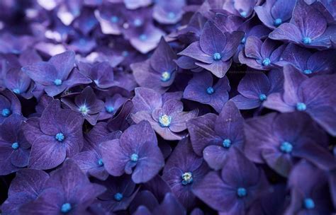 Purple Hydrangea Wallpapers Top Free Purple Hydrangea Backgrounds