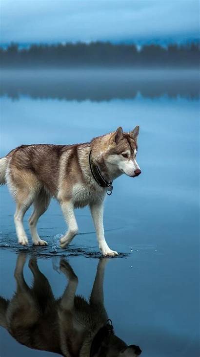 Husky Siberian Wallpapers Iphone Dog 4k 6s