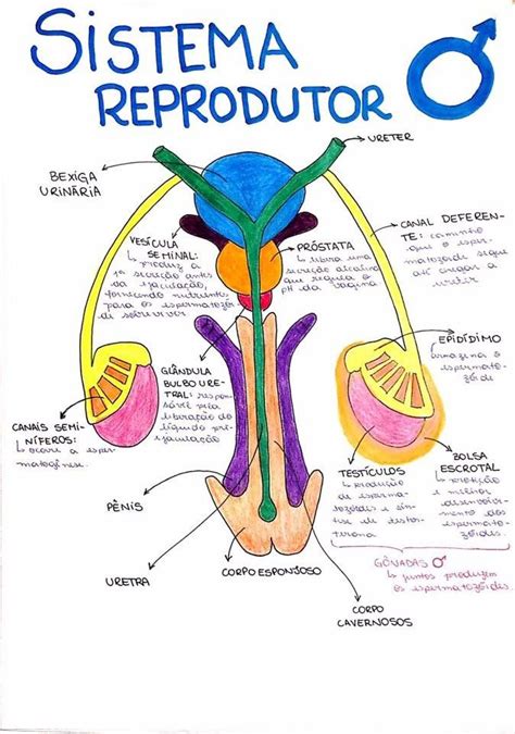 Mapa Conceitual Sistema Reprodutor Masculino E Feminino Askbrain