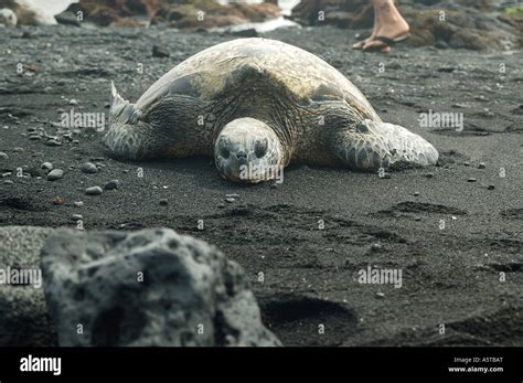 Hawaiian Green Sea Turtle At Punaluu Black Sand Beach Big Island Of