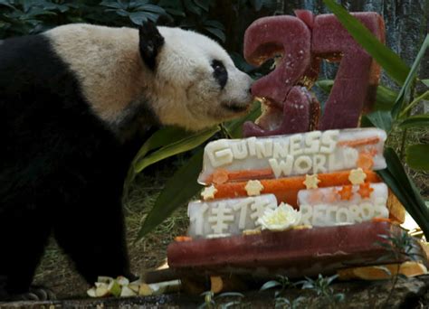 Jia Jia Worlds Oldest Giant Panda In Captivity Celebrates Birthday