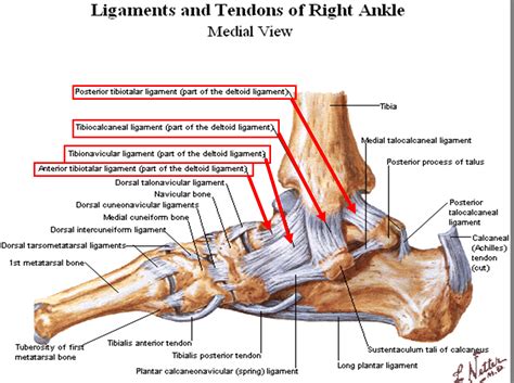 Tendons, foot and ankle and plantar | researchgate, the professional network for scientists. Articular System - StudyBlue