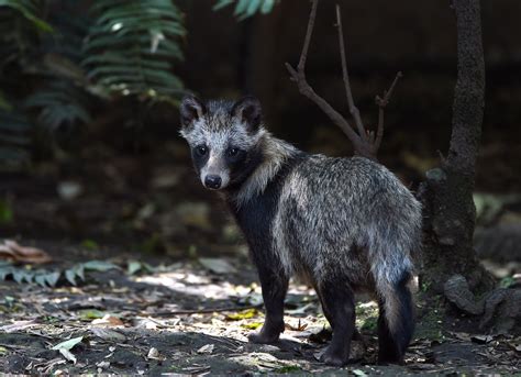 5 Things You Need To Know About Raccoon Dogs