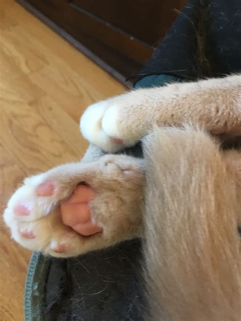 Maybe you would like to learn more about one of these? Cat Paw Pads That Look Like Beans | TheCatSite
