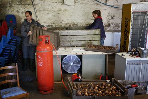 Bosavern Community Farm Drying Onions