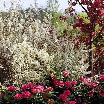 Others need a bit of coddling at first. 17 Best images about REEVES SPIREA on Pinterest | White ...