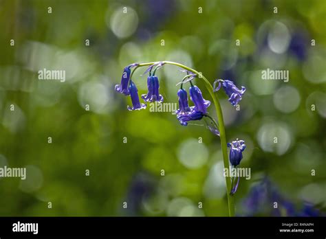 Native English Bluebells Backlit Stock Photo Alamy