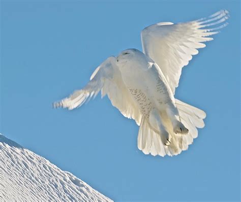 Snowy Angel Photograph By Christine Russell Fine Art America