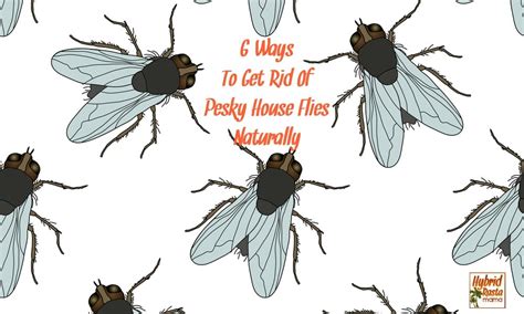Having a fly problem in your home makes it uncomfortable and embarrassing to have guests visit. 6 Ways To Get Rid Of Flies Naturally | Hybrid Rasta Mama