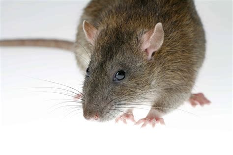 Norway Rat Animal Facts Rattus Norvegicus A Z Animals