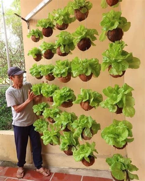 Vertical Vegetable Garden On Dry Trees Growing Salad At Home For