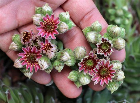 Sempervivum Plum Fuzzy Hens And Chicks Buy Online At Annies Annuals