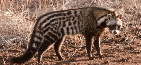 The only known purpose for its existence is lowering medical students' test. African Civet - Sulurija African Safaris
