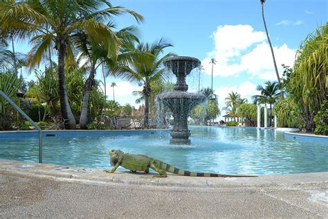 Travel to puerto rico, the island of enchantment! Río Grande (Puerto Rico) - Wikipedia, la enciclopedia libre