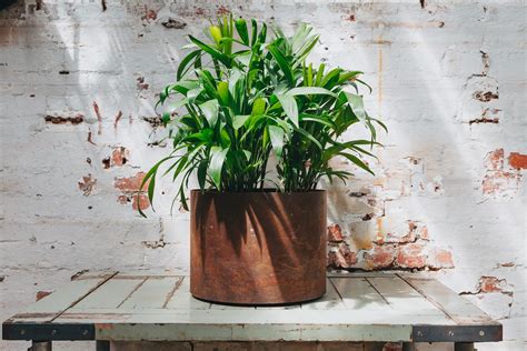 Check spelling or type a new query. Indoor Plants That Purify the Air, and the Pots to Put ...