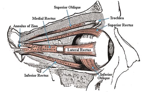Anatomy Of Extraocular Muscle