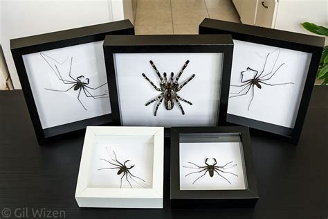 insect art framed whip spiders amblypygi gil wizen