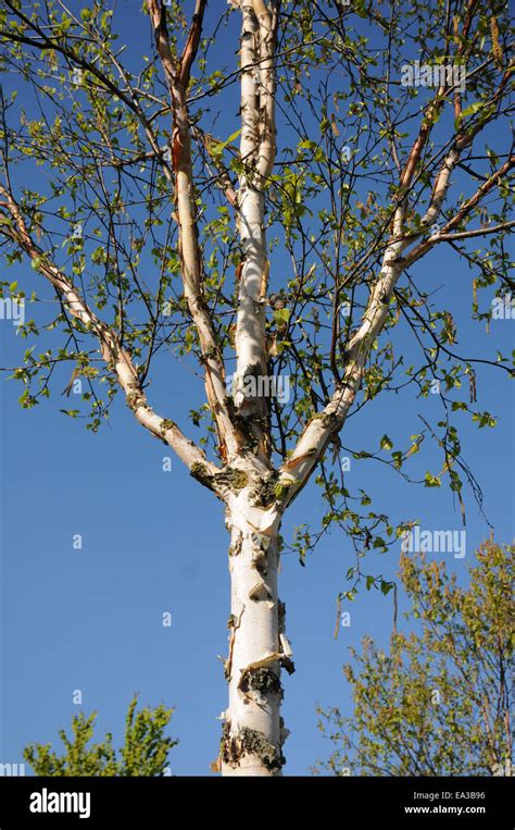 Chinese Red Birch Bark Hi Res Stock Photography And Images Alamy