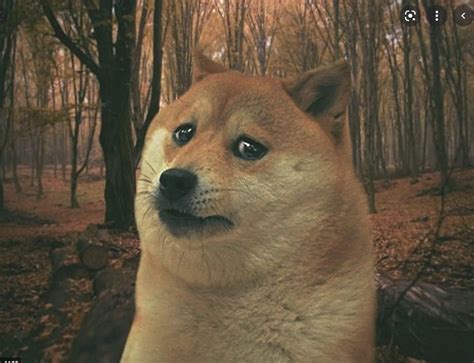 Create Meme Doge Dog Sad Dog Meme Sadness Meme Pictures Meme
