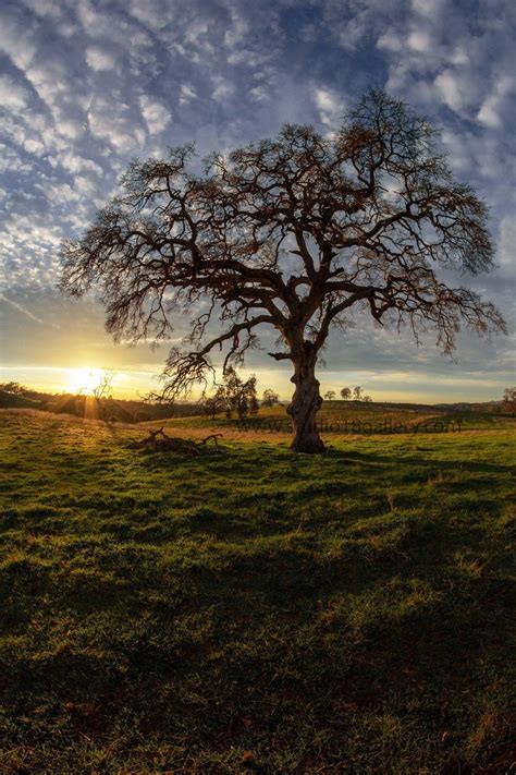 Vertical Photography Oak Tree At Sunset Sierra Foothills Etsy