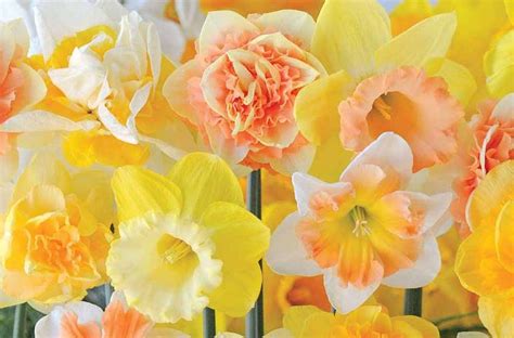 Top 10 Spring Flowering Bulbs Thompson And Morgan