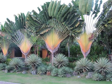15 Ravenala Madagascariensis Seeds Travelers Palm Seeds Etsy