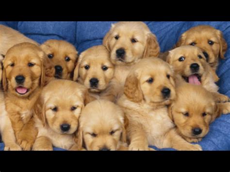 There is nothing like the feeling of owning one of these special golden retriever puppies. Golden Retriever Puppies For Sale Uk Only - www ...