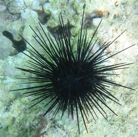 Black Sea Urchin Black Sea Urchin Ocean Creatures Life Under The Sea